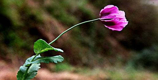 《使命召唤18：先锋》首发即支持FSR和DLSS技术